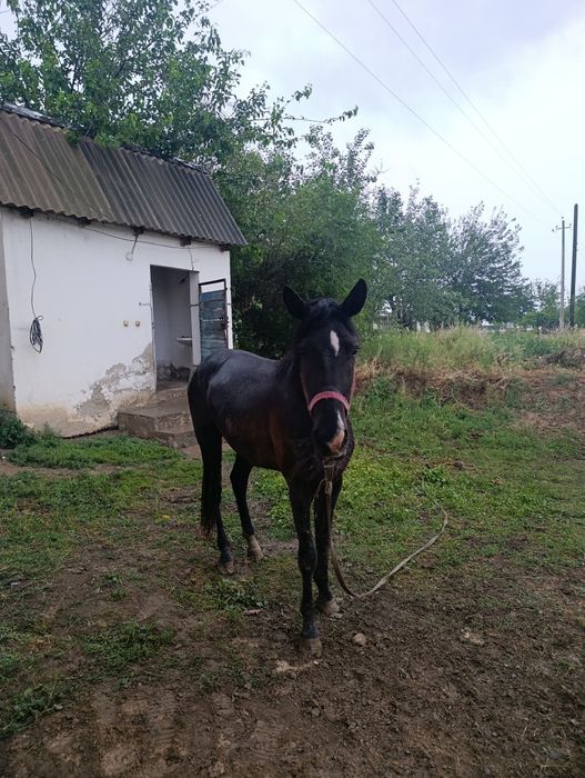 2.5жасар тай сатылады