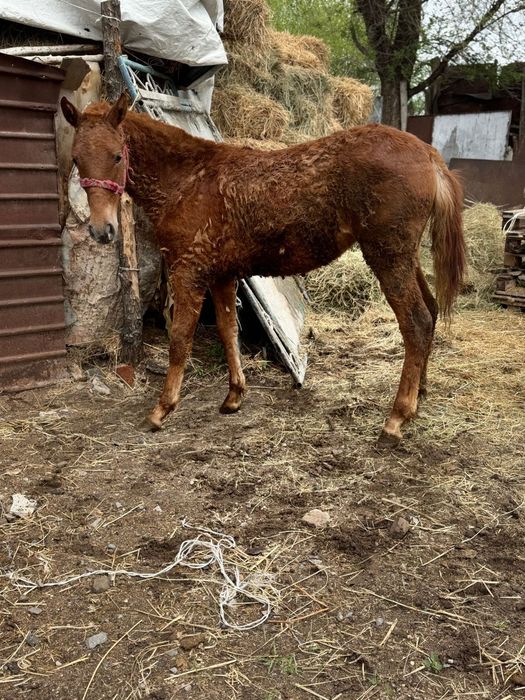 Ұрғашы тай 1 жасар