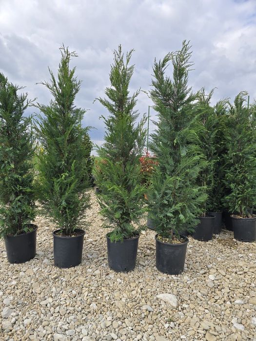 Plante ornamentale calitate extra