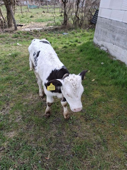 Vând vitea bruna de Maramureș