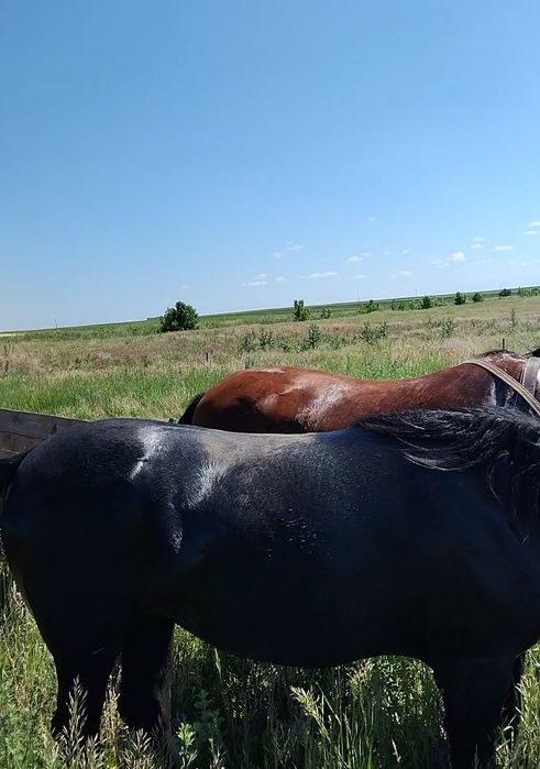 Vand manza rasa pură lipițan