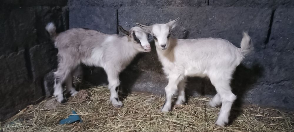 Еркек лақ сатам породистый