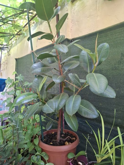 Ficus aprox 1,70 cm inaltime