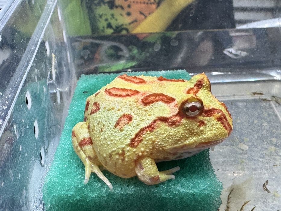 Лягушка рогатка