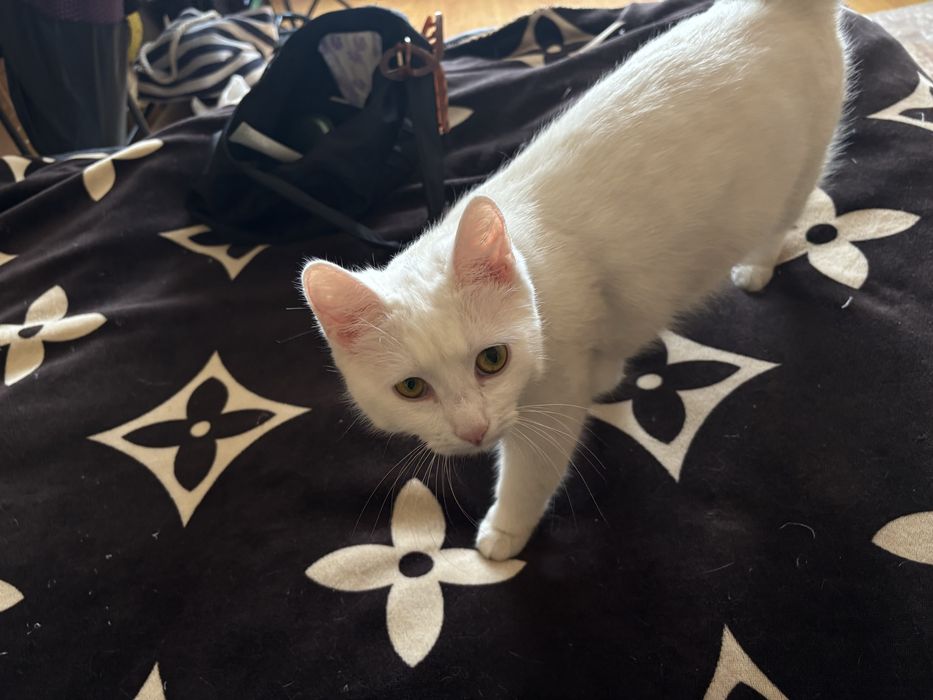 Отдам кошечку даром