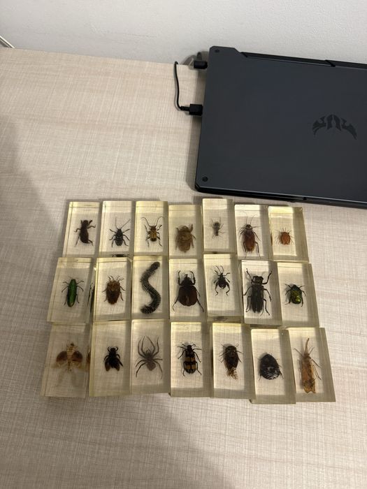 Insectar/ insecte impaiate
