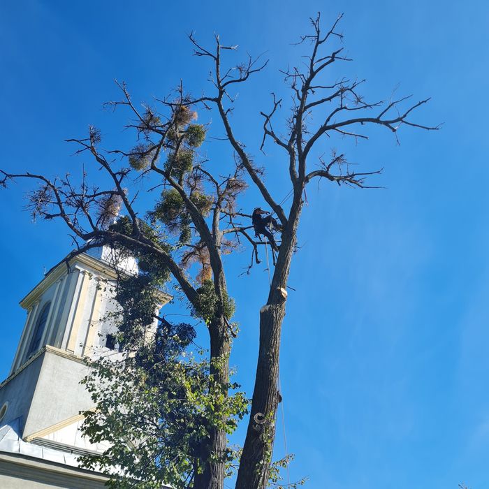 Toaletare taiere arbori periculosi cu alpinisti utilitari