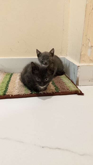 Котята ищут дом и добрые руки