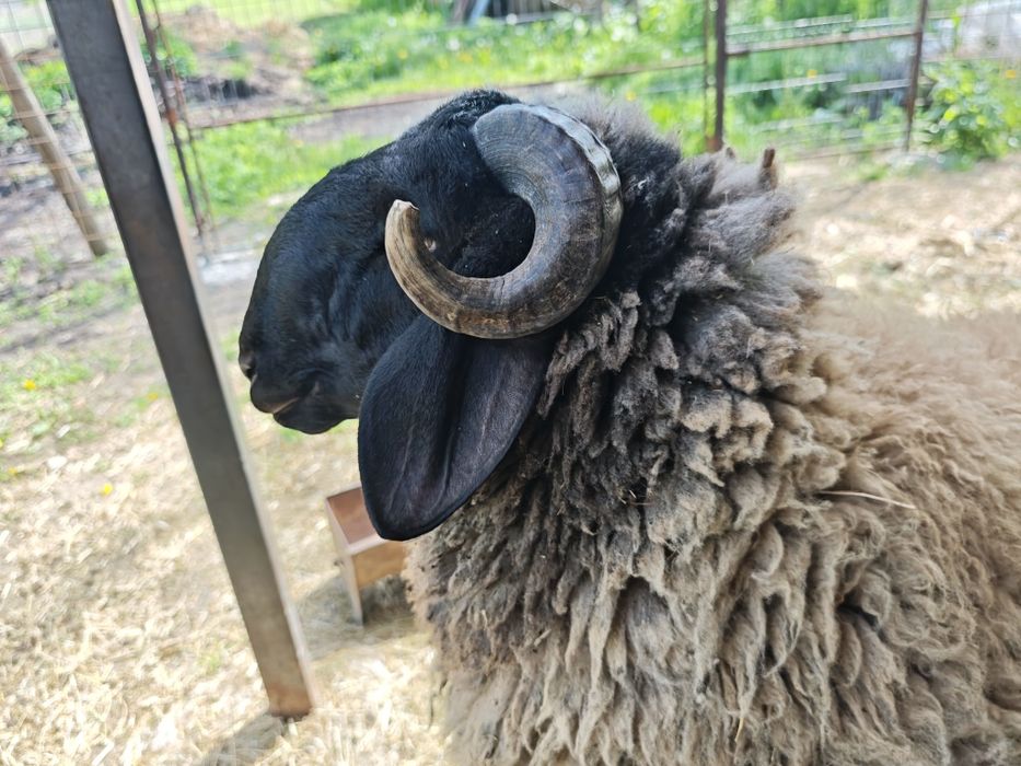 Berbec de un an si două luni Cap Negru Teleorman ,
