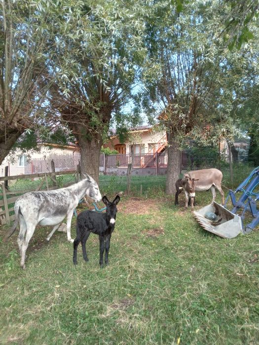 vand lapte de măgăriță