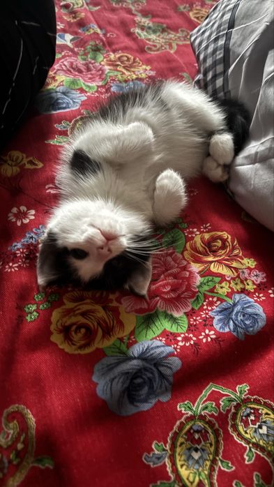 кошки.отдам Шымкент.