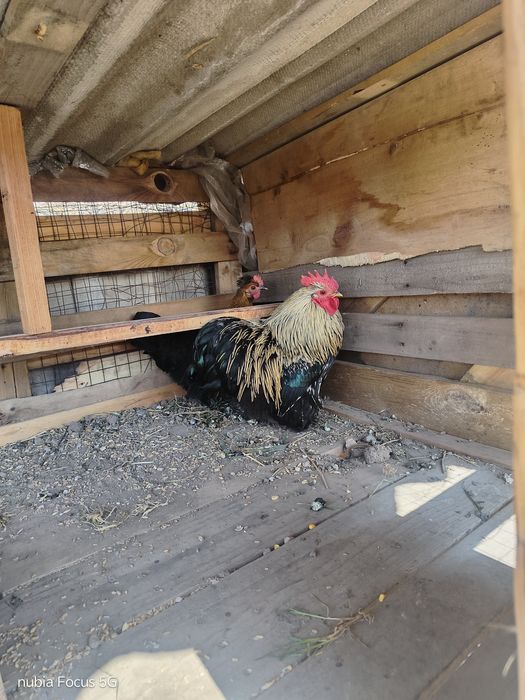 Продам парочку .