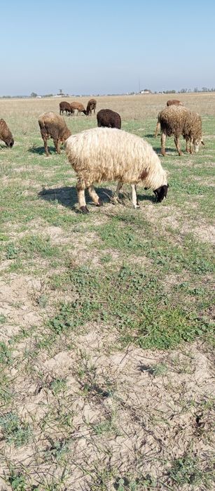 Токты кой тусак сатылады семіз