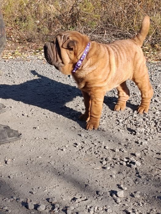 Продажа щенков шарпея