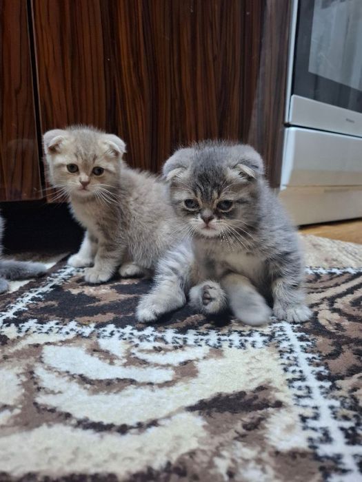 Продаются котята породы скоттиш фолд