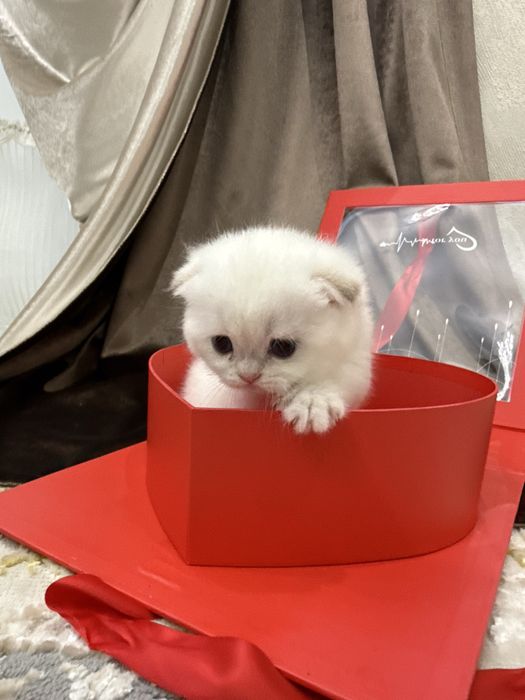 Shu ikta Muwugimza sotladi 250$ zolotoya 200$ oq
