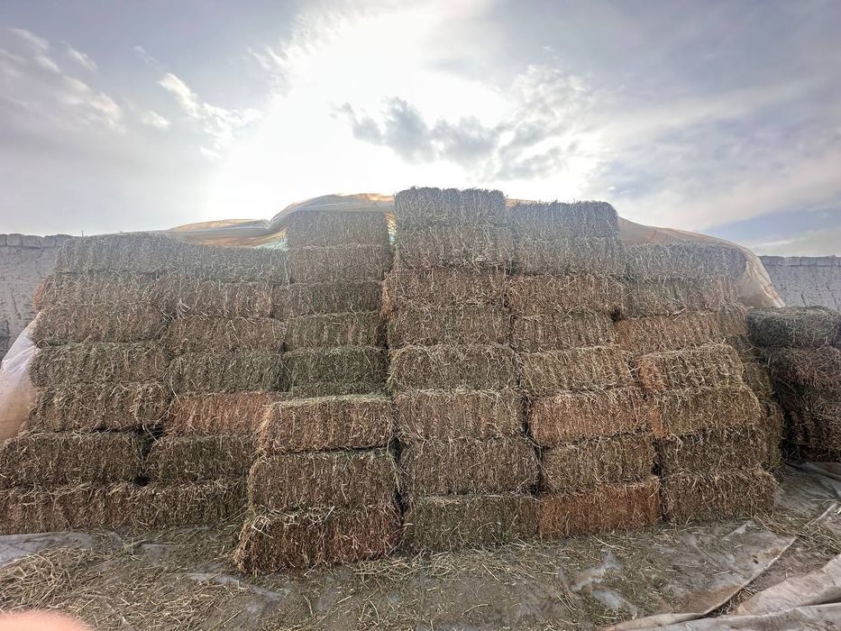 Beda pres sotiladi ikkinchi o'roq