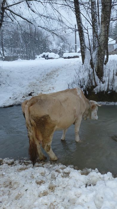 Vând vacă cu lapte, gestantă