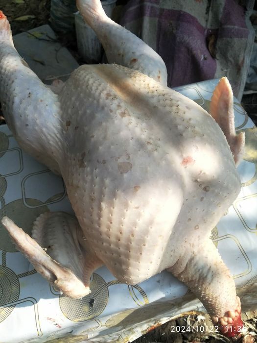 Мясо индейки. Недорого