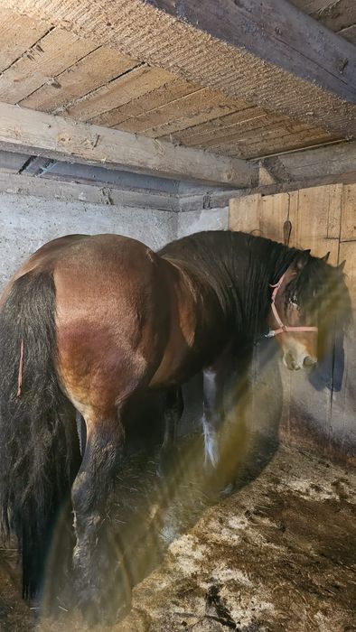 Vând cal vârstă 3 ani