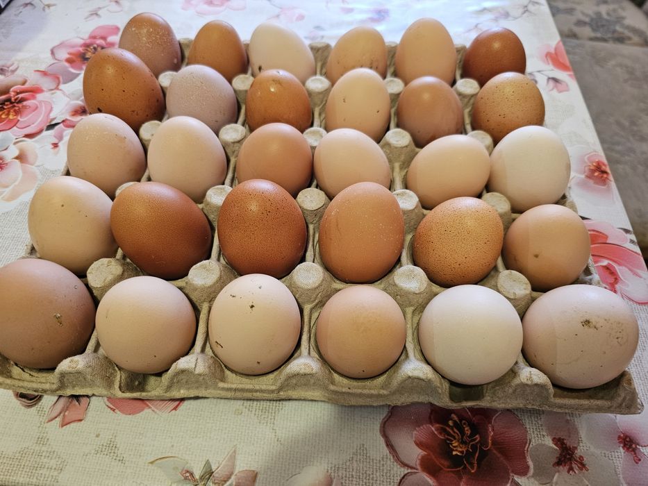 Oua de casă proaspete