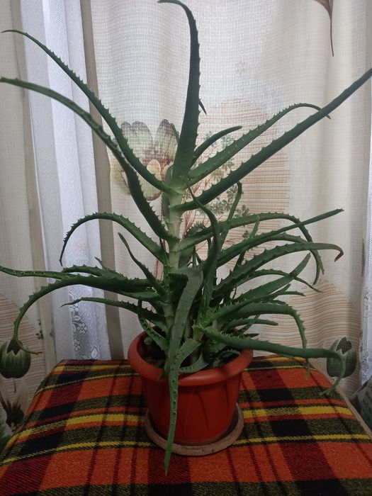 Продам цветок алоэ