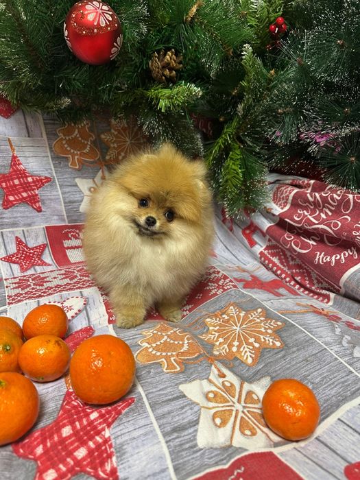 Продам шпица девочку