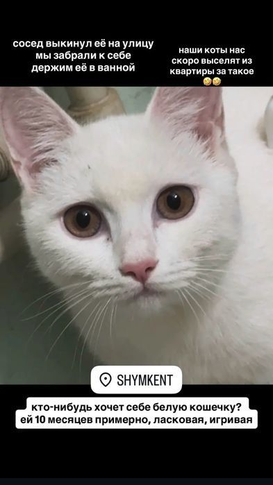 Белая кошка бесплатно