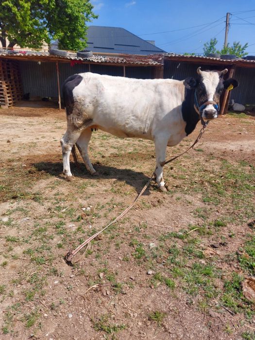 Сиыр сатылады бағасы келісімді