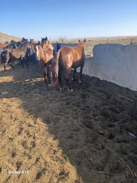 Бие сатылады 5жаста