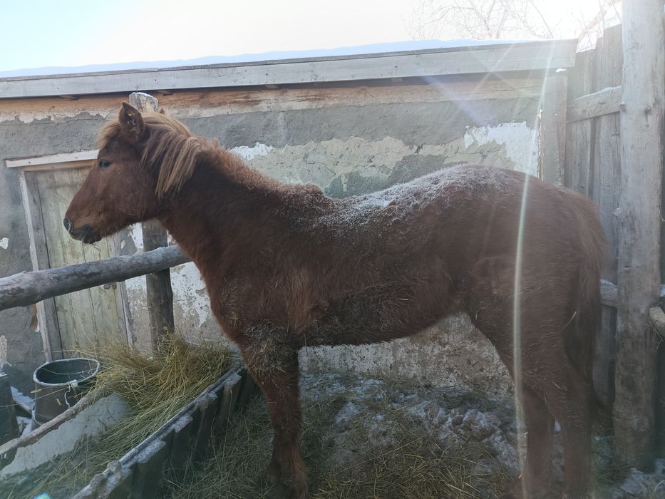 Продам Тай стоит на откорме