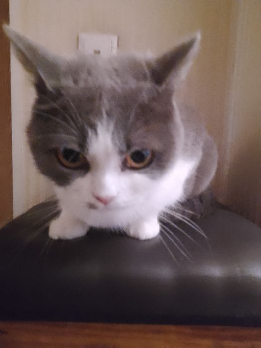 Отдам кота со всеми вещами его/ее