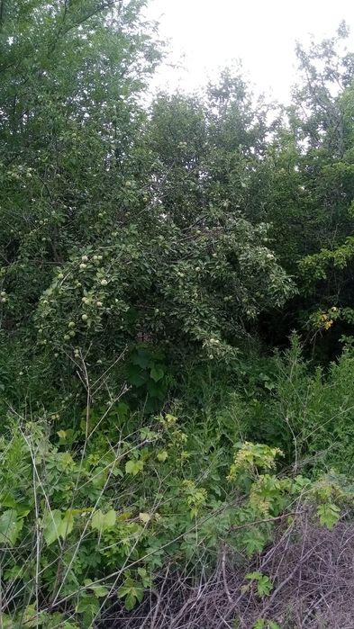 Дачный  участок..