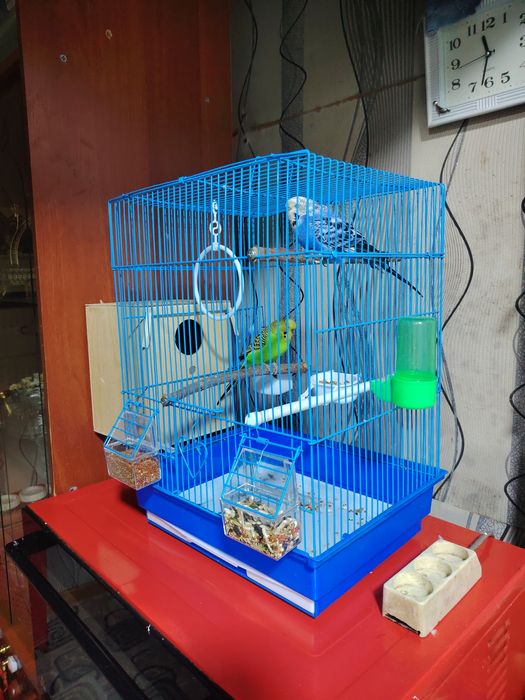 Волнистые папугаи