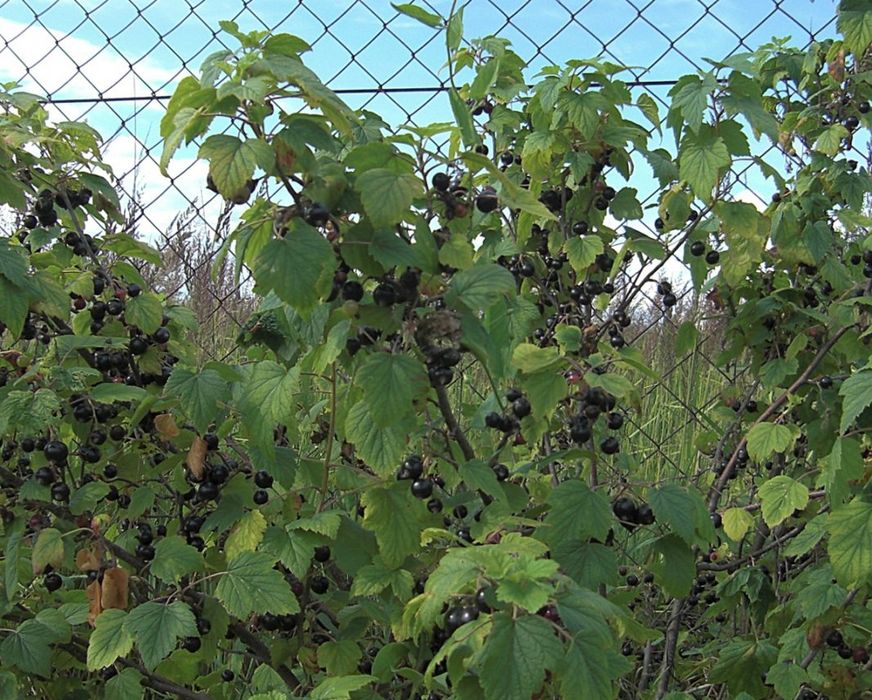 Продаю саженцы смородины
