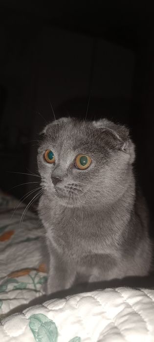 Шотландская вислауха