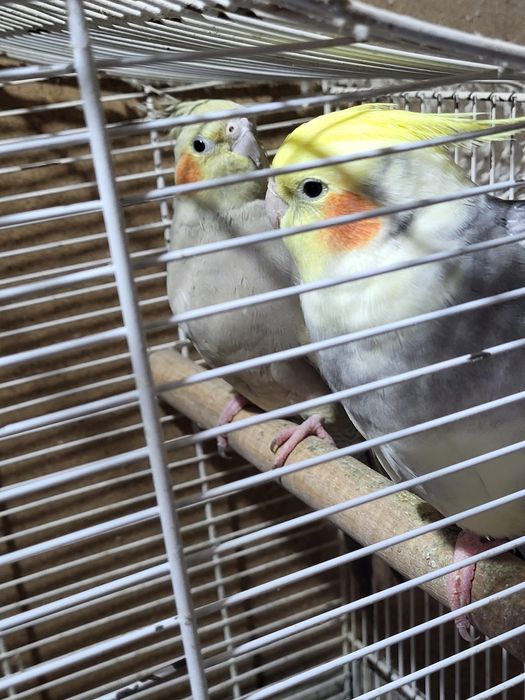 Vand pereche de nimfe