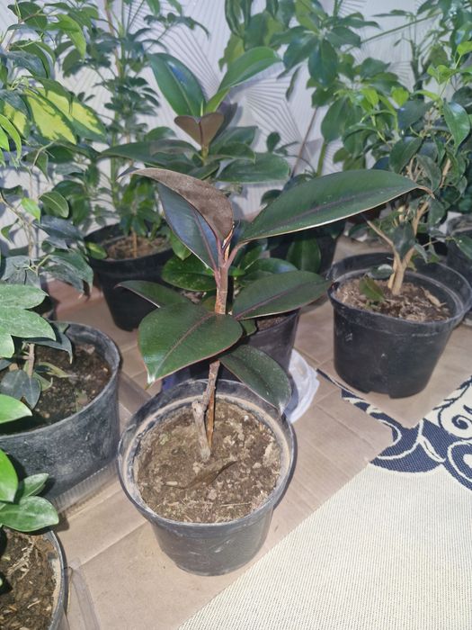 Цыеты домашние растееие