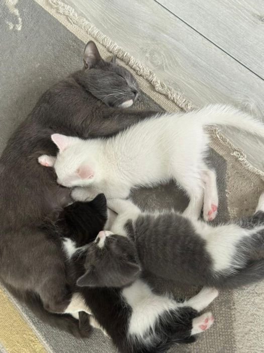 Котята в хорошие руки