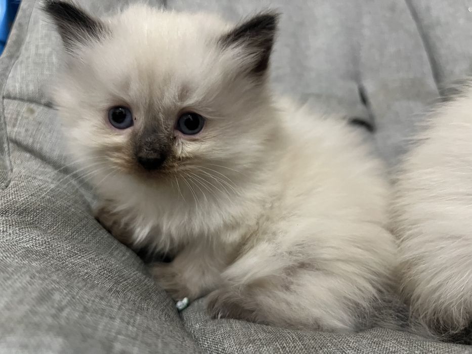 В хорошие руки!