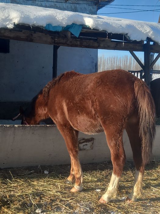 Баитал сатылады Продам кобылу 2 годаа