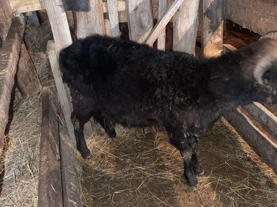 Қошкар саттылады