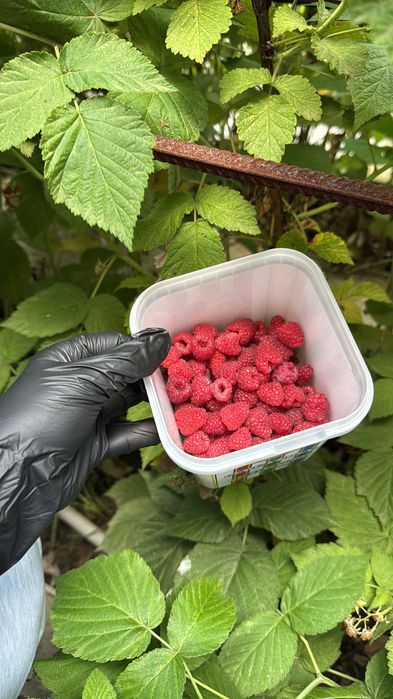 Саженцы малины и черной смородины