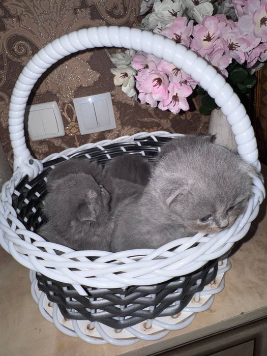 Скоттиш фолд котята.