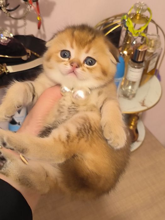 Котята чистокровные