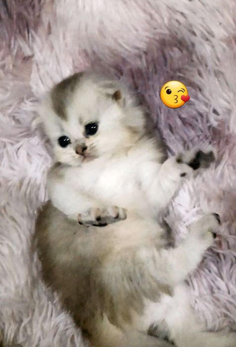 Fold shinshila 1 oylikdan o'tdi