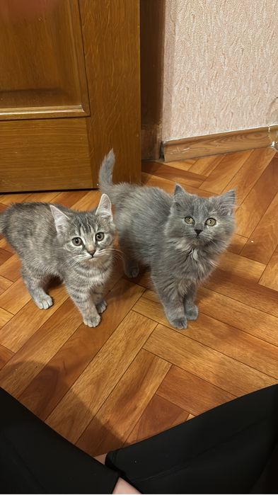 Отдам в добрые руки котят