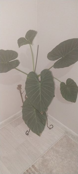 Алоказия Регал Шилд