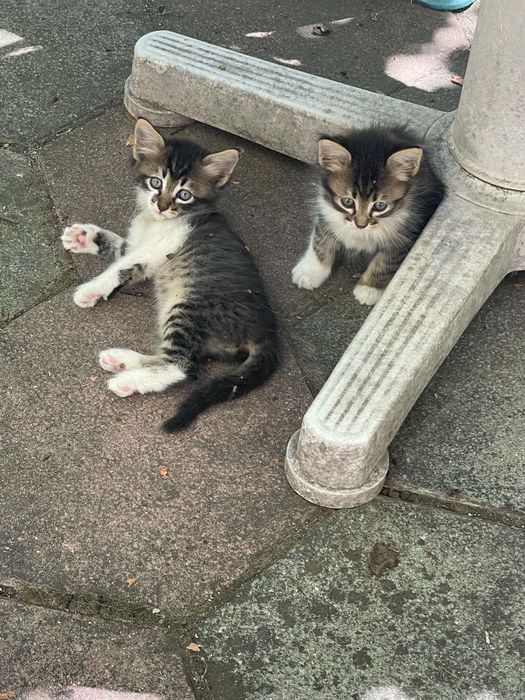 Подаряваме котенца