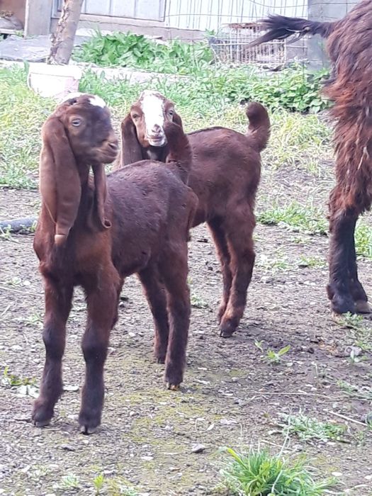 Продам коз битал